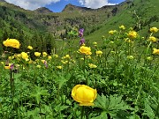 63 Trollius europaeus (Botton d'oro), distese nei prati della Casera Mezzeno (1598 m) 